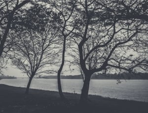 trees and body of water thumbnail