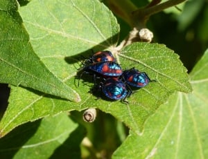 4 blue orange and black insects thumbnail