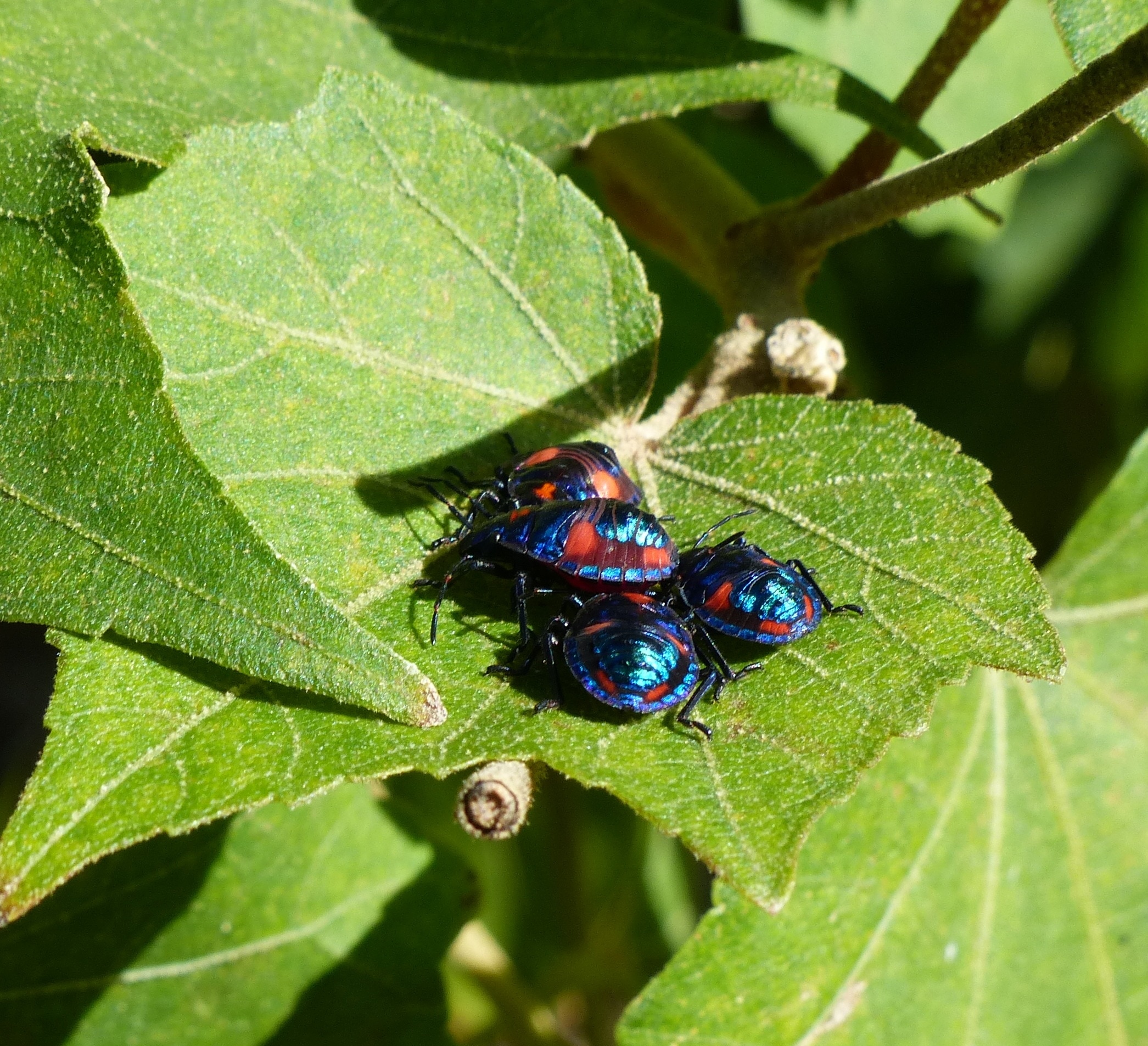 4 blue orange and black insects