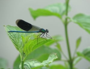 blue and black dragonfly thumbnail