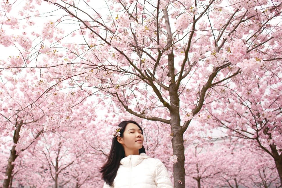 woman standing on cherry blossom tree preview