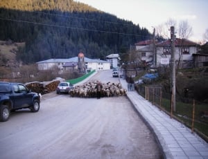 herd of animals on gray concrete road thumbnail