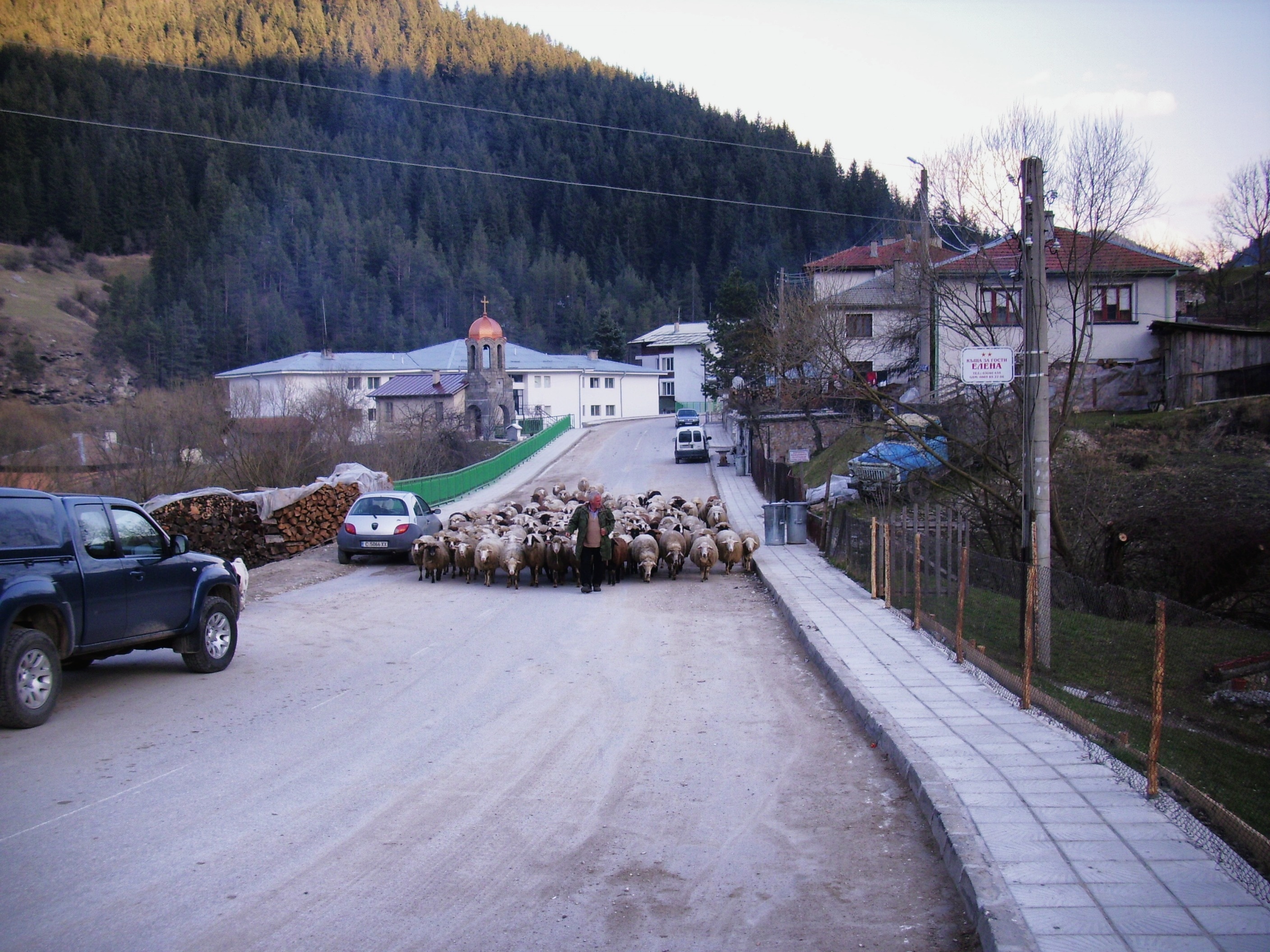 herd of animals on gray concrete road