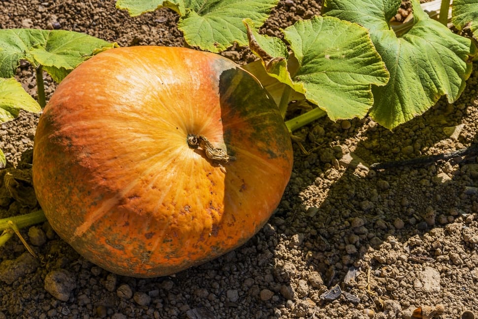 Pumpkin, Green, Decorative, The Autumn, pumpkin, food and drink preview