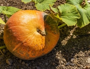 Pumpkin, Green, Decorative, The Autumn, pumpkin, food and drink thumbnail