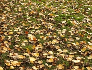 Fall, Nature, Leaves, leaf, autumn thumbnail
