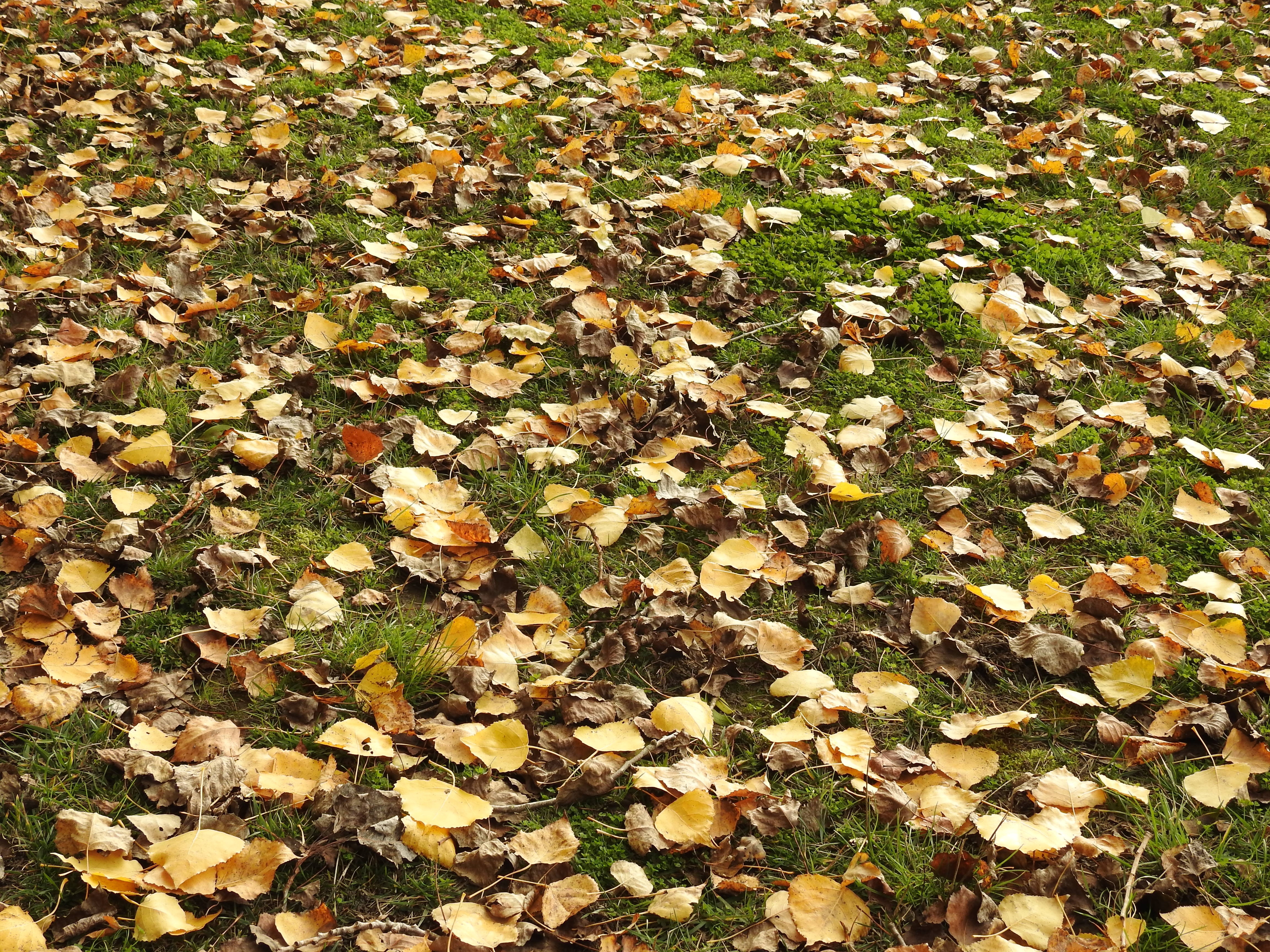 Fall, Nature, Leaves, leaf, autumn