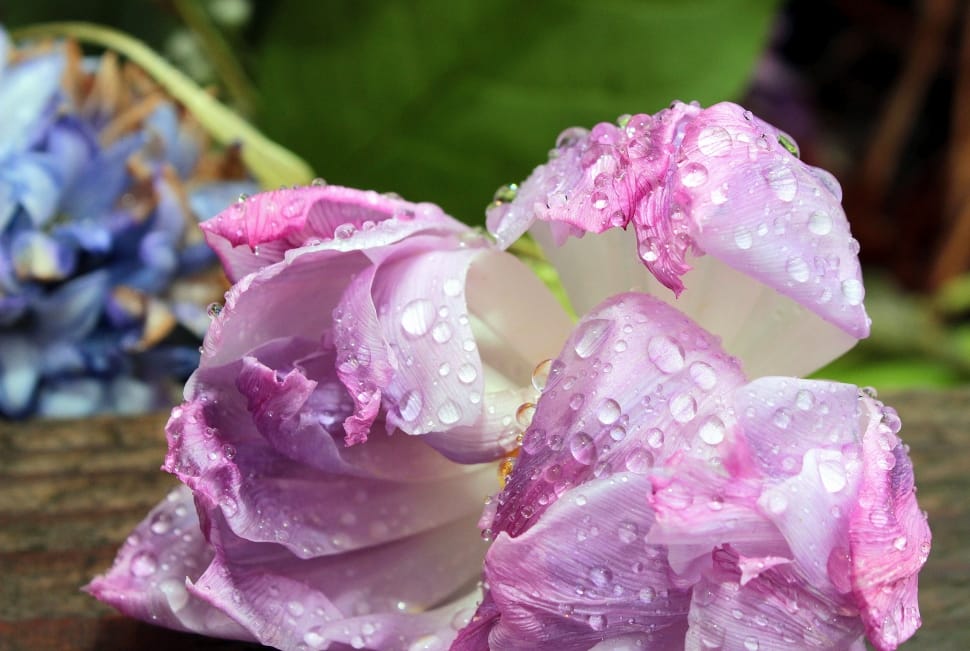 purple and white petaled flower preview
