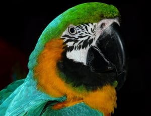 Colorful, Animal, Parrot, Bird, Plumage, parrot, one animal thumbnail