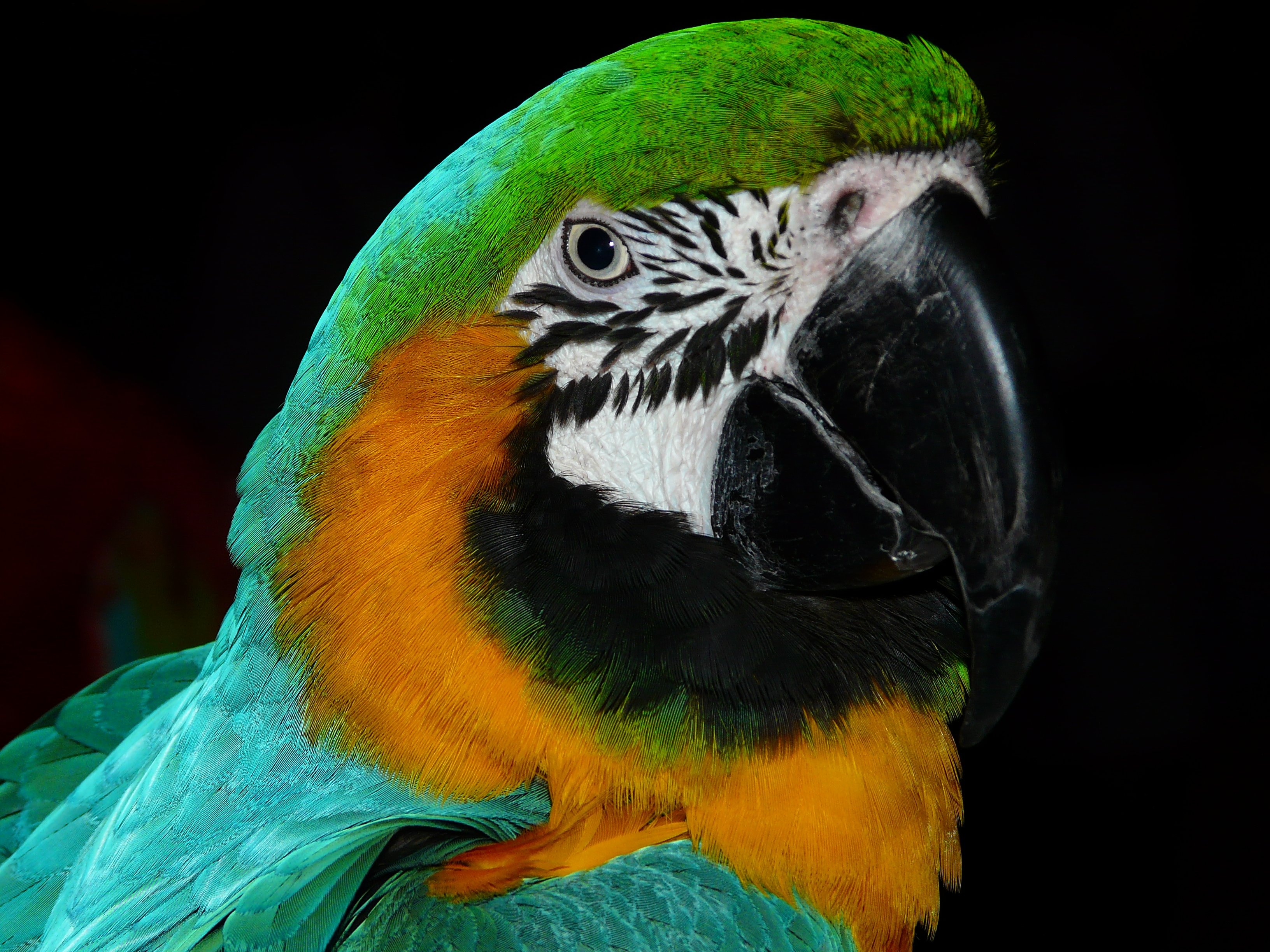 Colorful, Animal, Parrot, Bird, Plumage, parrot, one animal