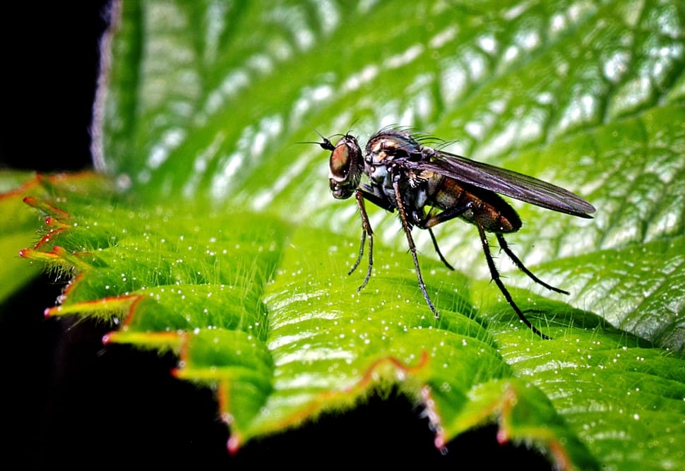 focus photography of black fly on green leaf preview