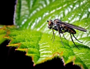focus photography of black fly on green leaf thumbnail