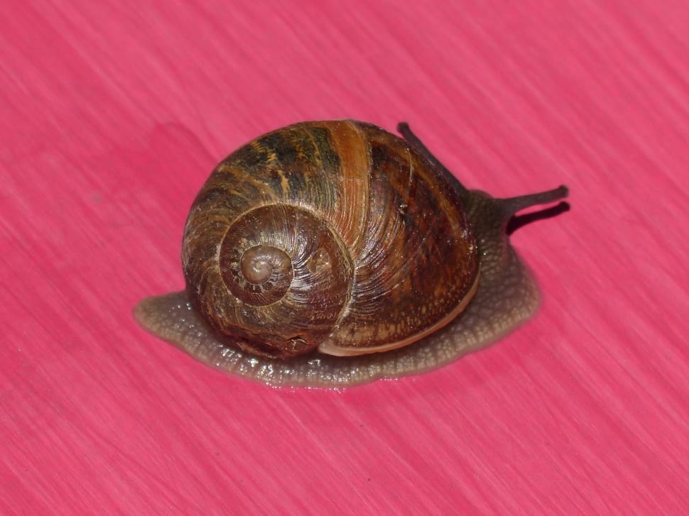 Pink Background, Snail, snail, one animal preview