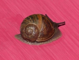 Pink Background, Snail, snail, one animal thumbnail