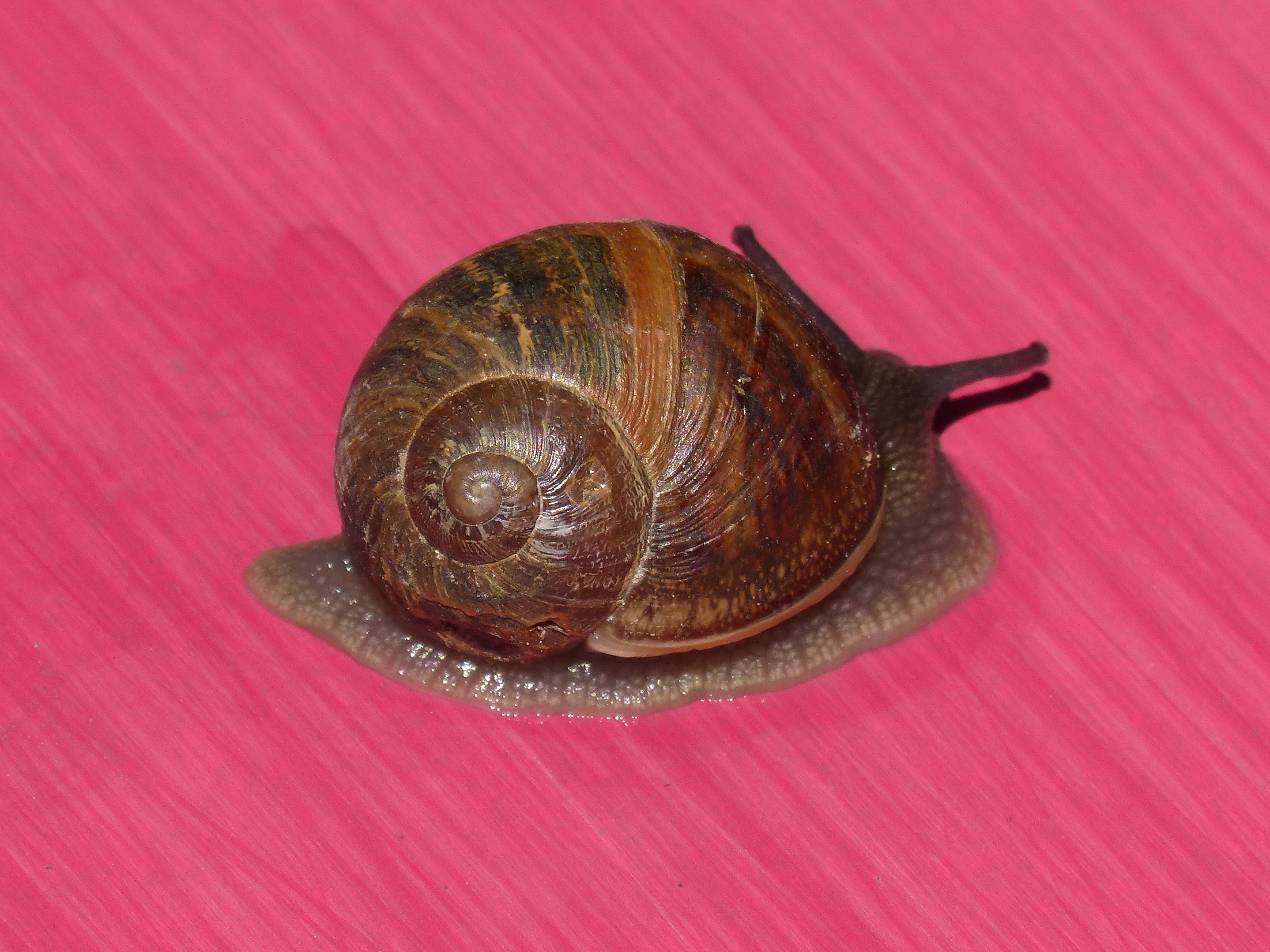 Pink Background, Snail, snail, one animal