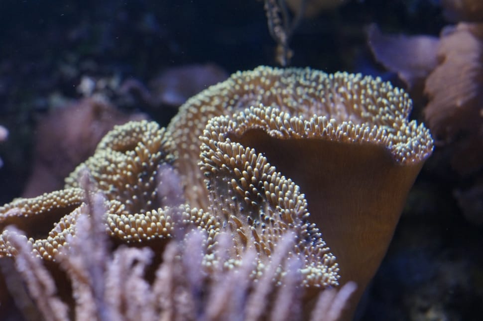 Ocean, Invertebrates, Coral, Mollusk, underwater, one animal preview