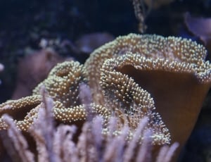 Ocean, Invertebrates, Coral, Mollusk, underwater, one animal thumbnail