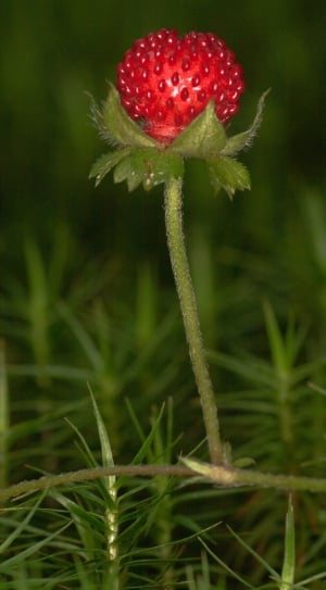red round petal flower thumbnail