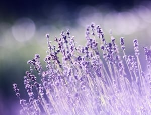 purple grass photography thumbnail