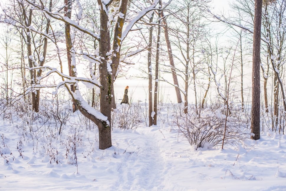 person walking through snow covered trees preview