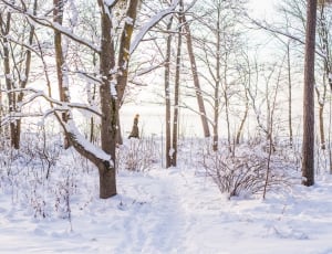 person walking through snow covered trees thumbnail