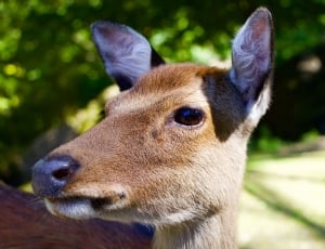 fawn deer thumbnail