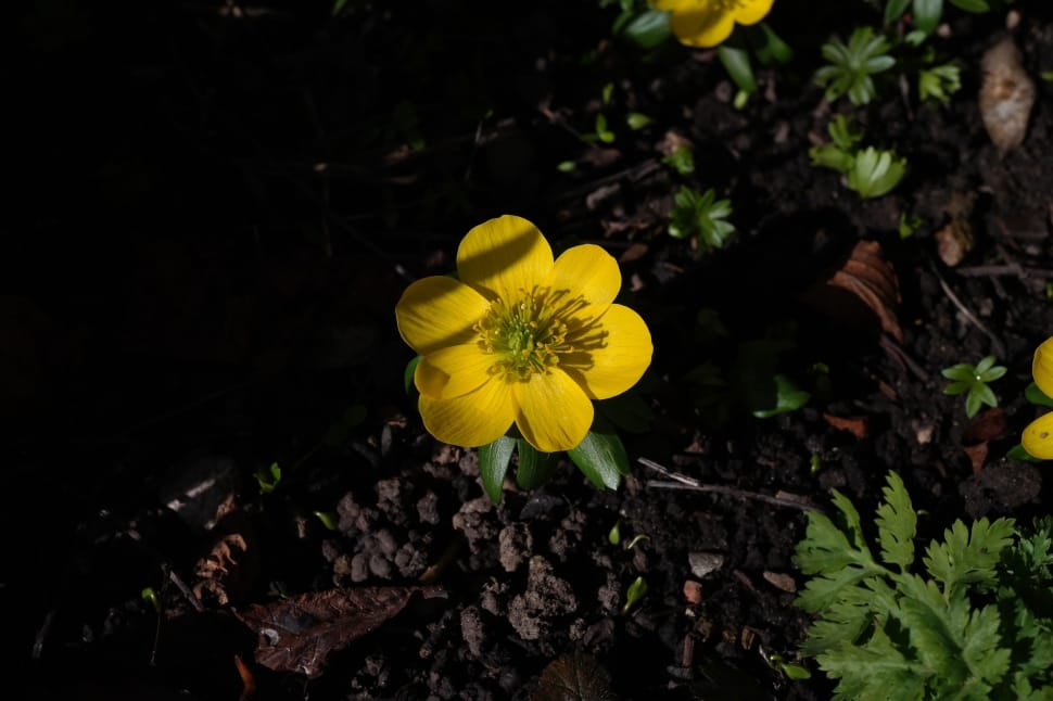 yellow greater celandine preview