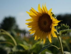shallow focus photo of sunflower thumbnail