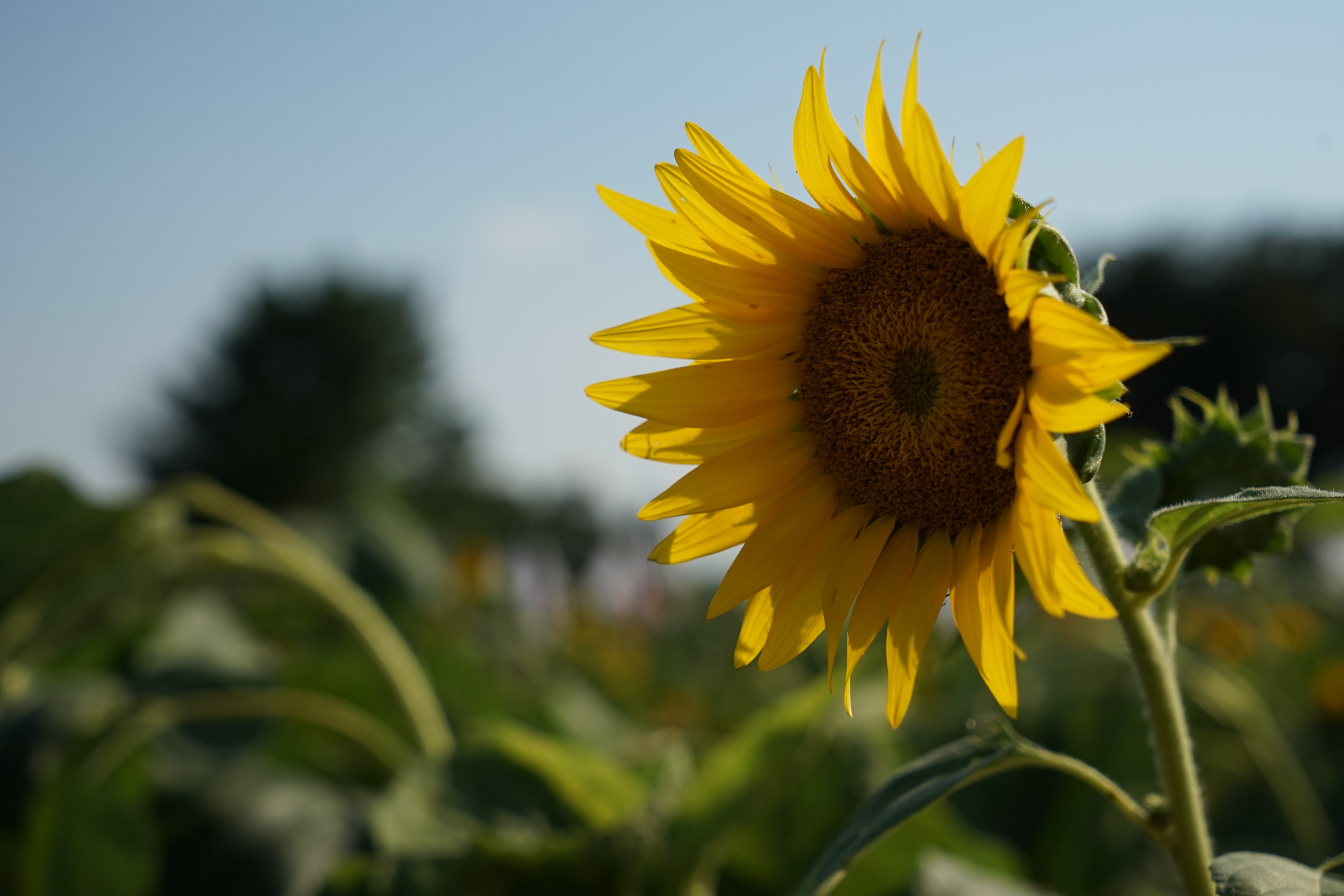 shallow focus photo of sunflower