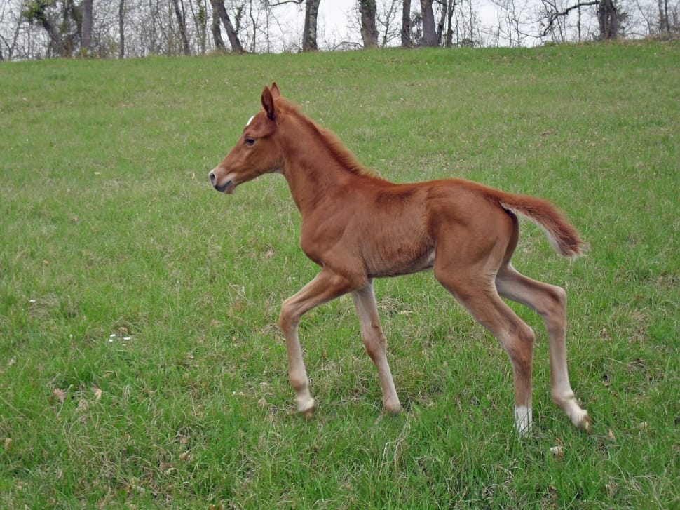 brown baby horse running on field preview