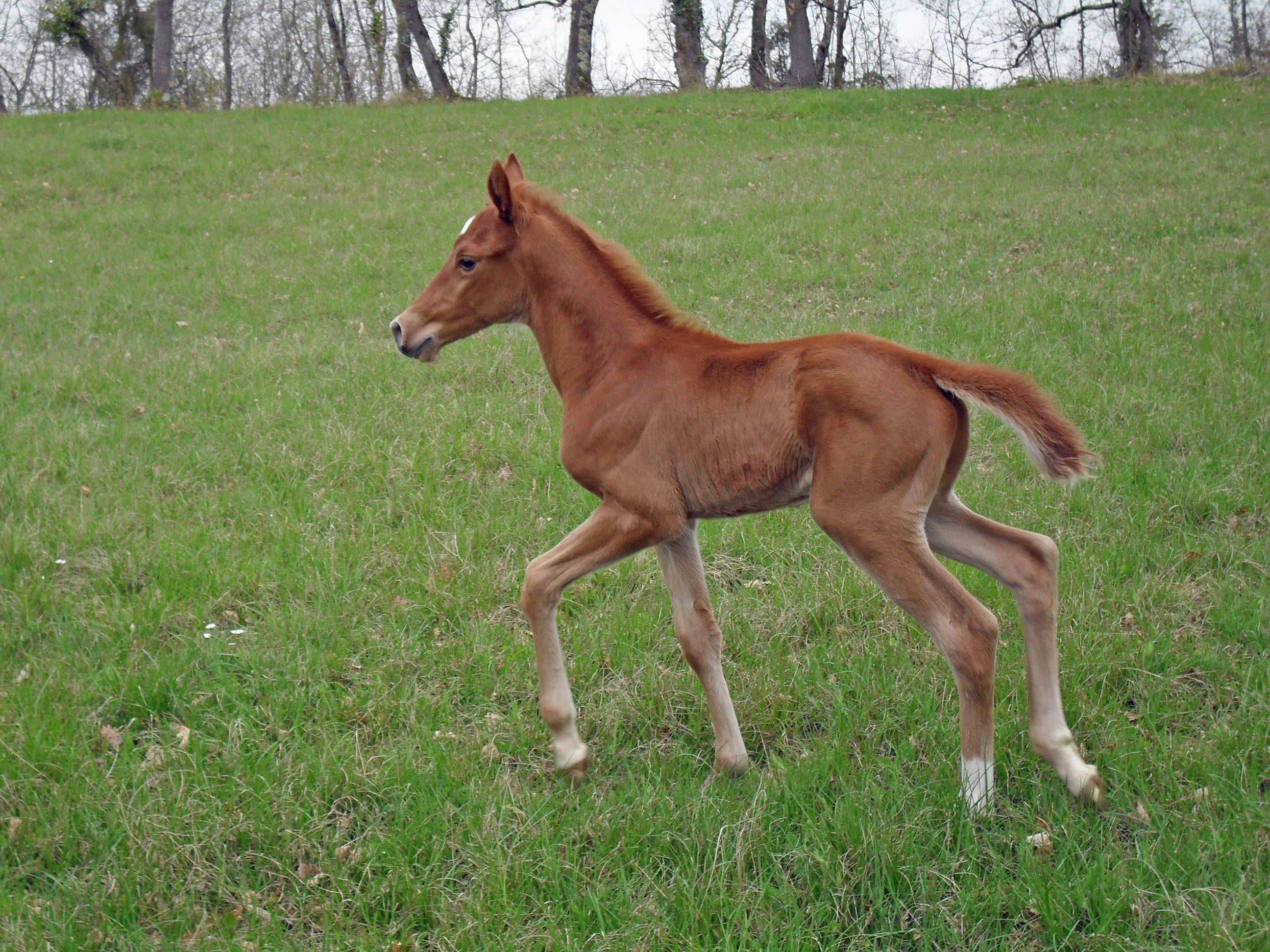 brown baby horse running on field