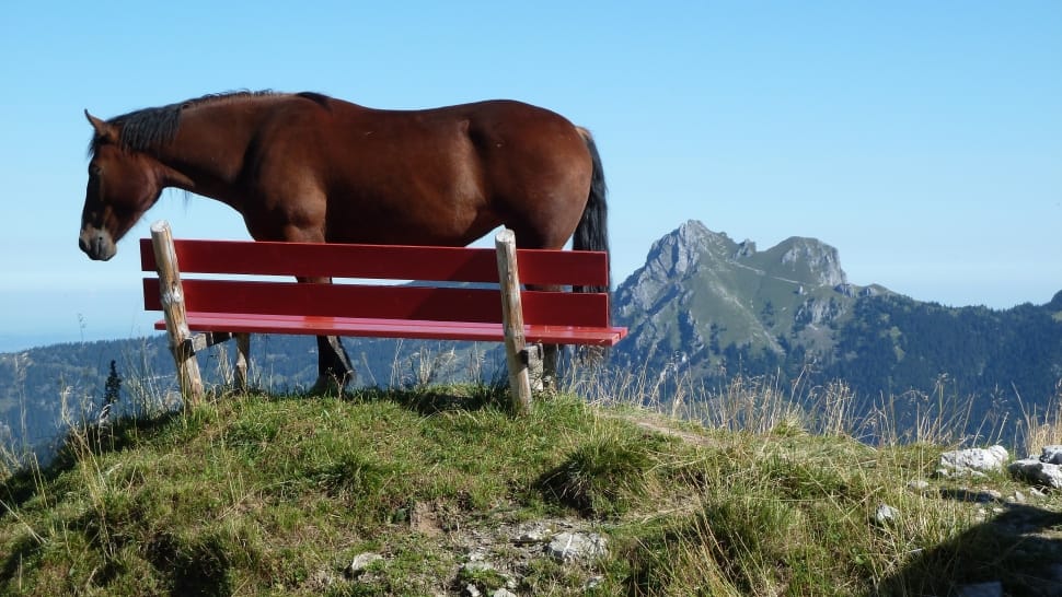 brown horse and red wooden bench preview