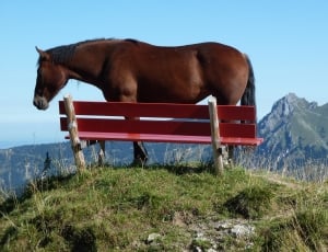 brown horse and red wooden bench thumbnail