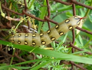 Insect, Caterpillar, one animal, green color thumbnail