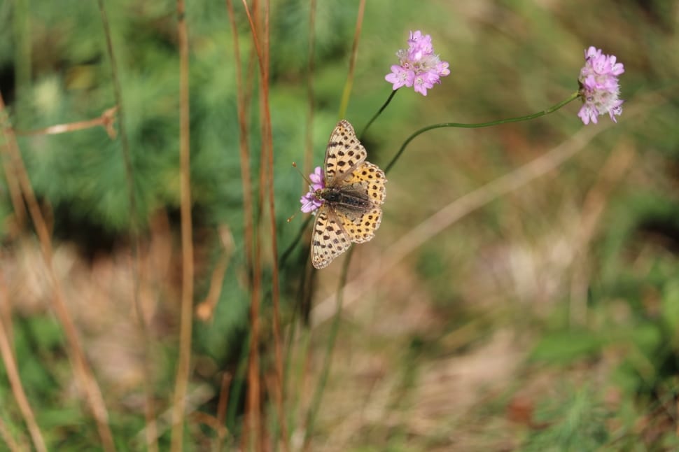 brown fritillary butterfly preview