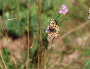 brown fritillary butterfly thumbnail