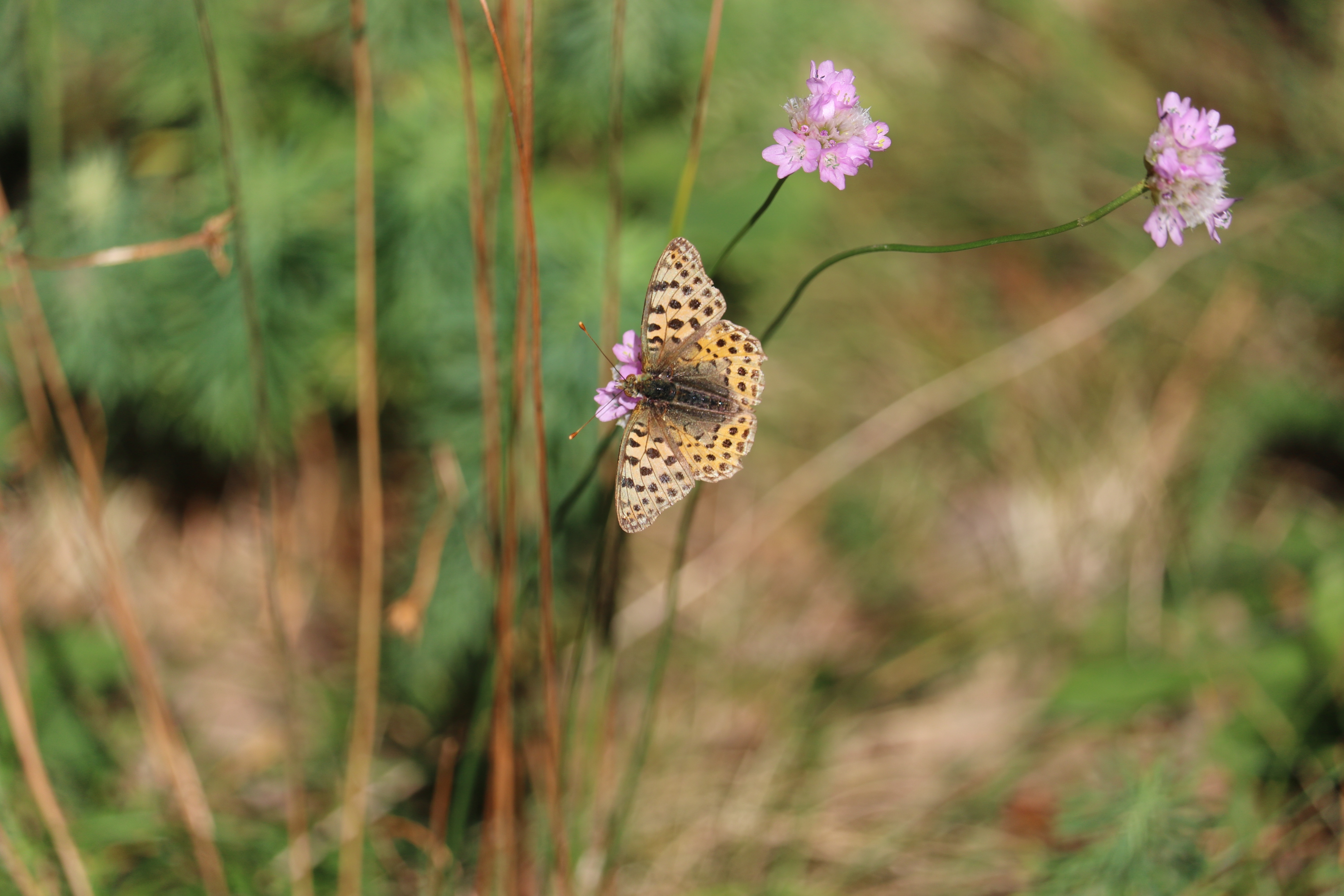brown fritillary butterfly