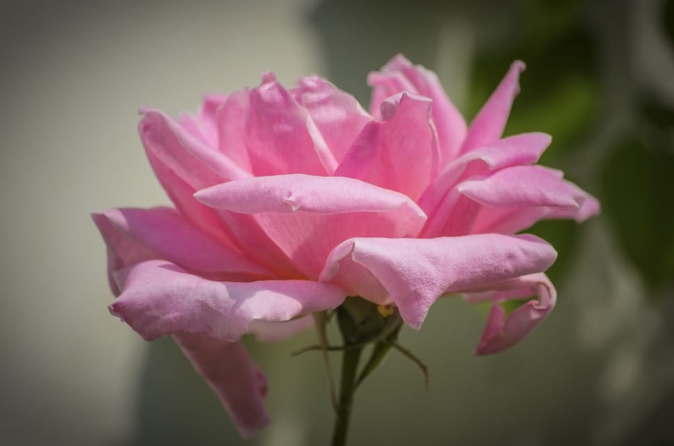Rose, Summer Flower, Pink, Petals, flower, pink color preview