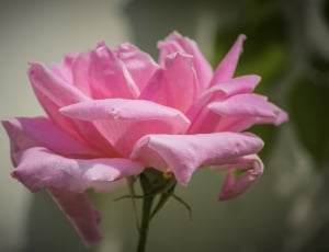 Rose, Summer Flower, Pink, Petals, flower, pink color thumbnail