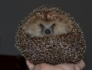 brown hedgehog thumbnail