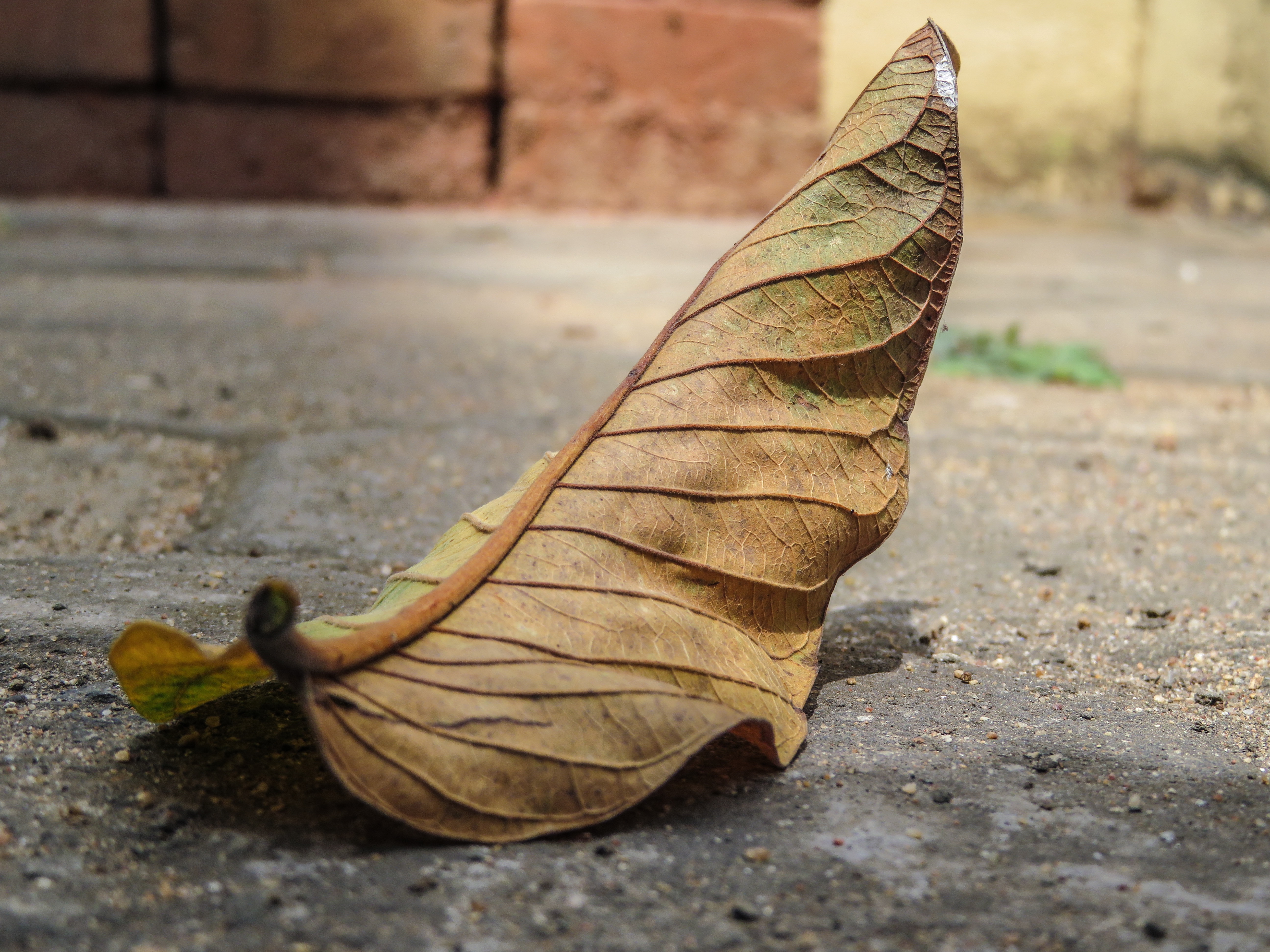 brown leaf