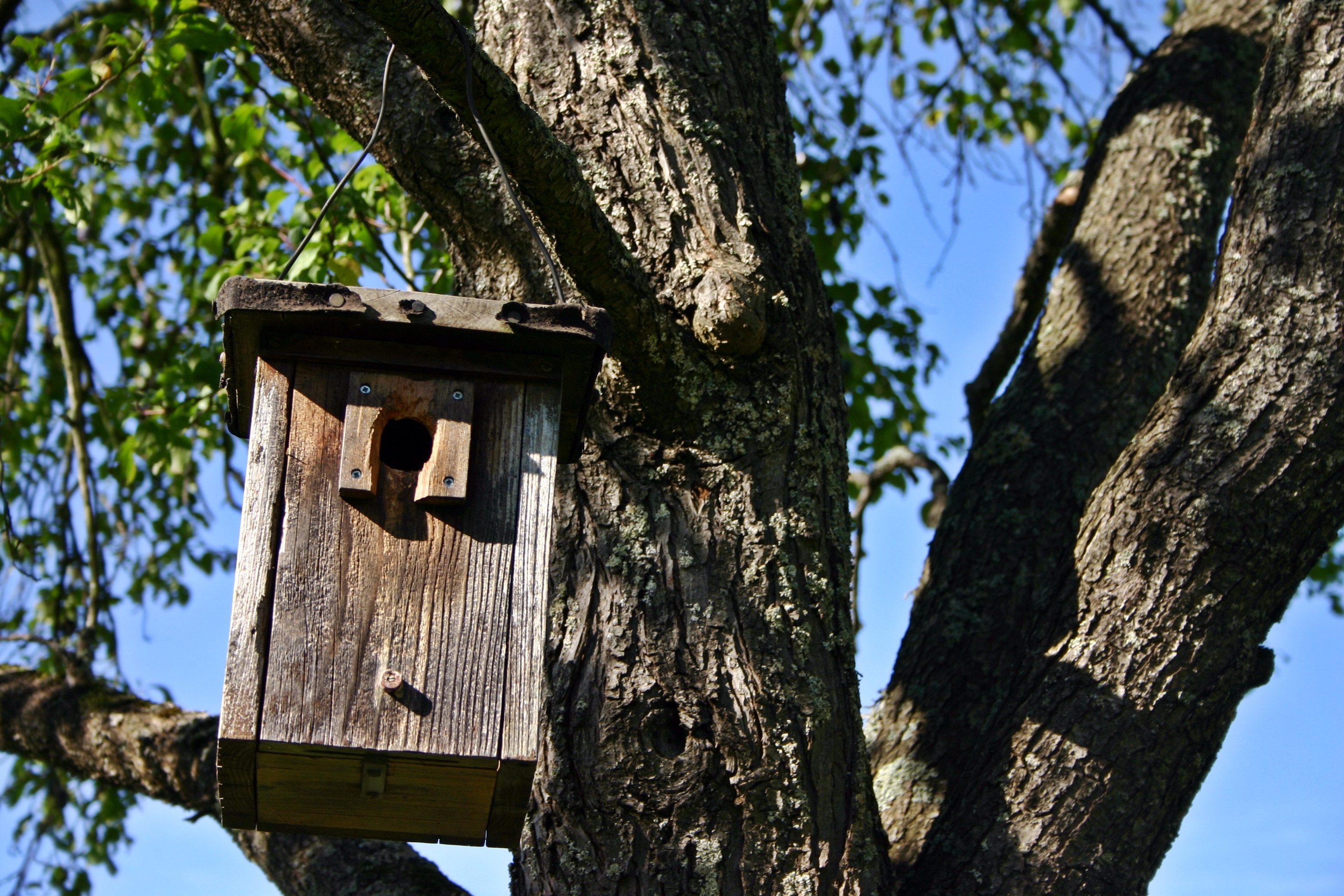 gray wooden bird house