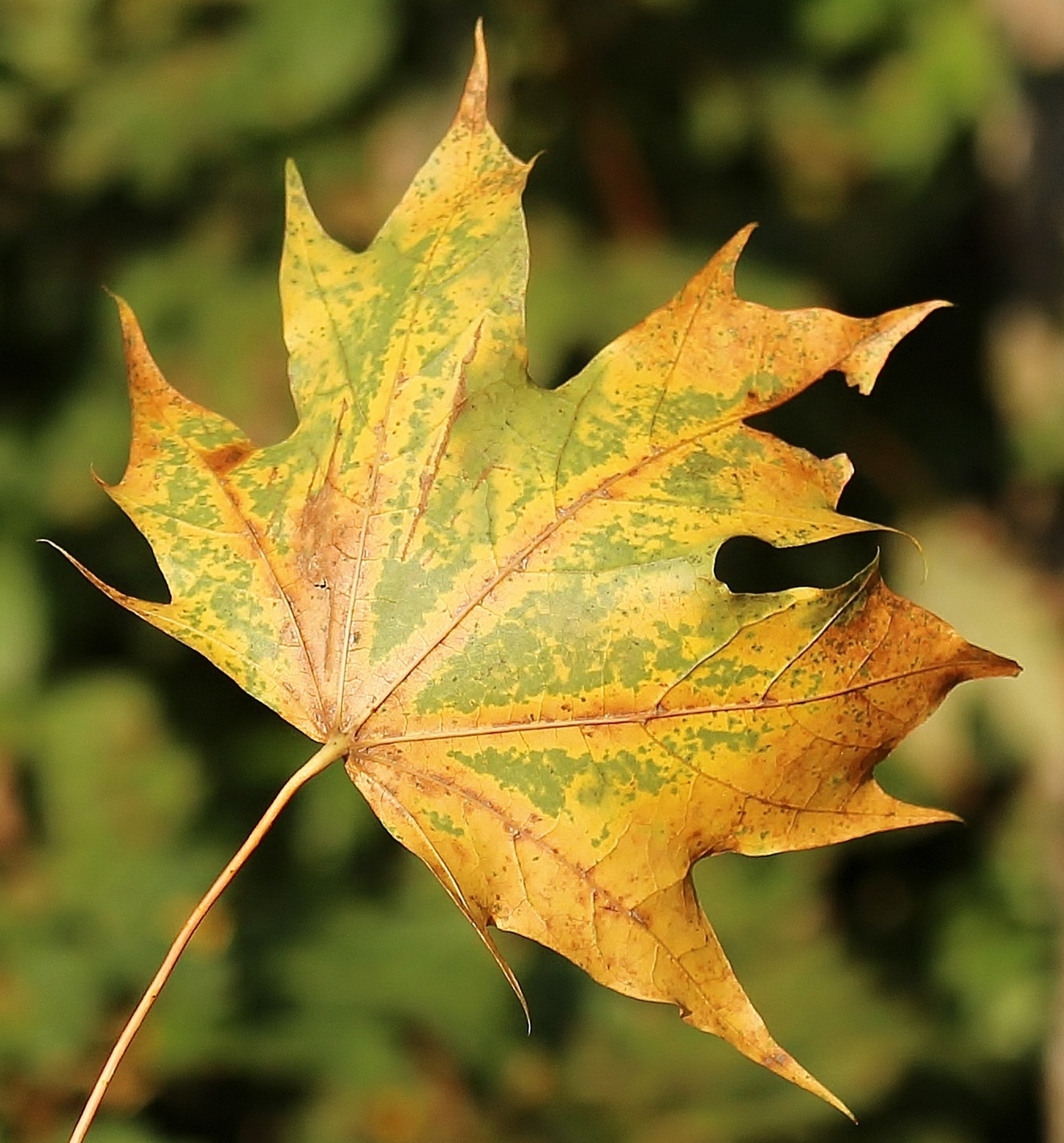 1080x1776 Wallpaper Yellow And Green Maple Leaf Peakpx