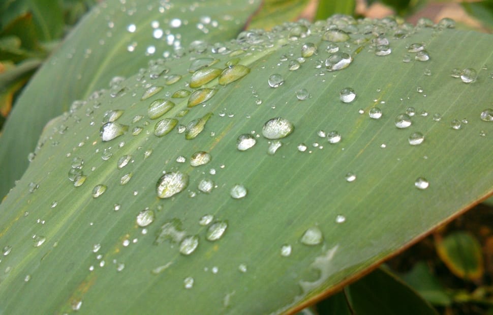 Water, Rain, Raindrops, Leaf, Nature, green color, drop preview