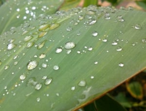 Water, Rain, Raindrops, Leaf, Nature, green color, drop thumbnail