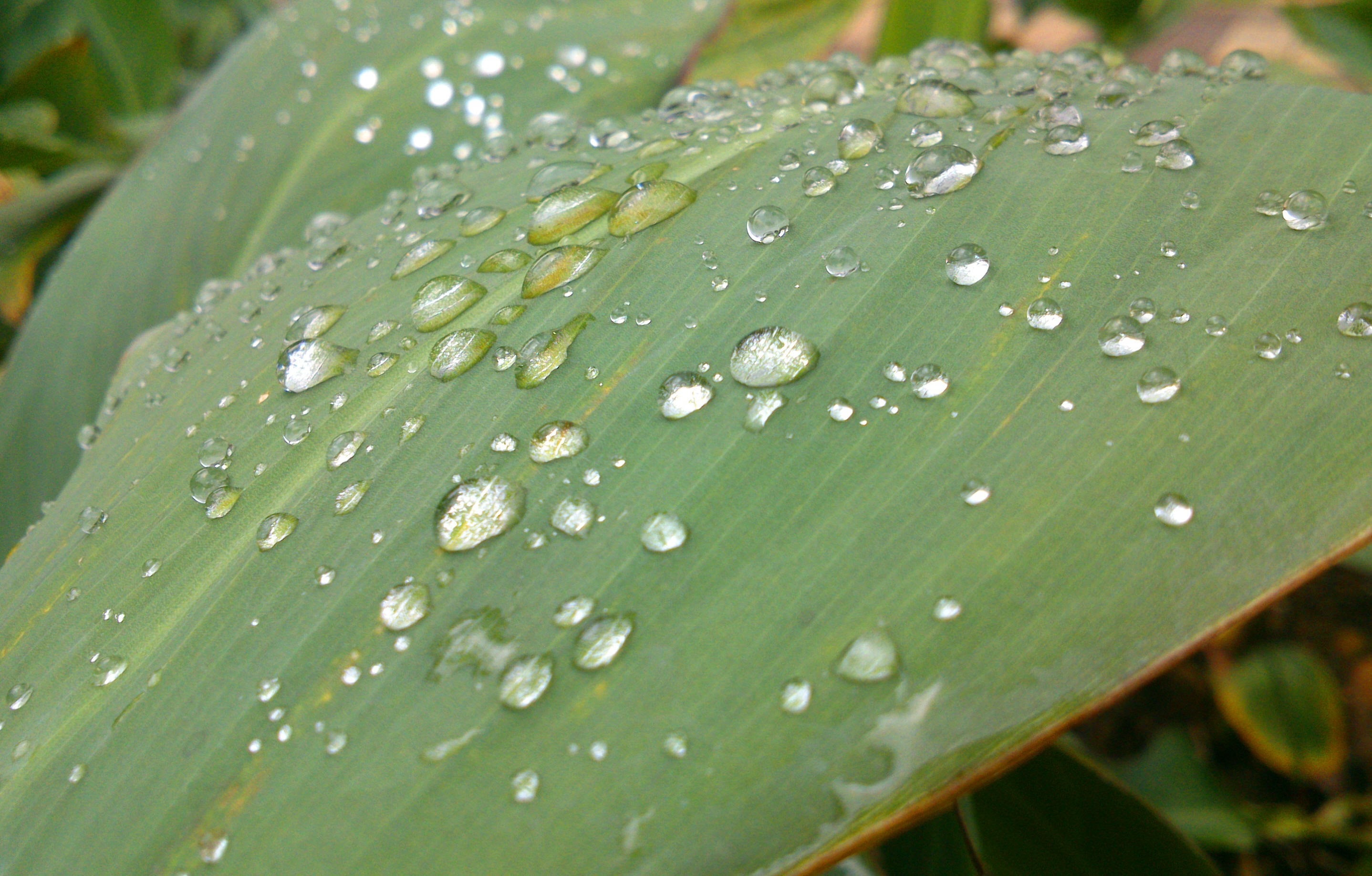 Water, Rain, Raindrops, Leaf, Nature, green color, drop