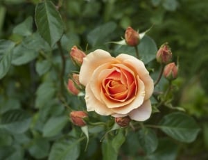 orange rose flower thumbnail