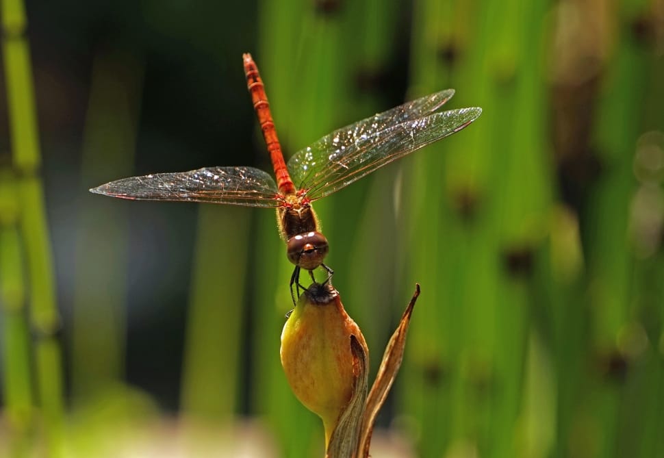 Dragonfly, Wing, Halm, Insect, one animal, animal themes preview