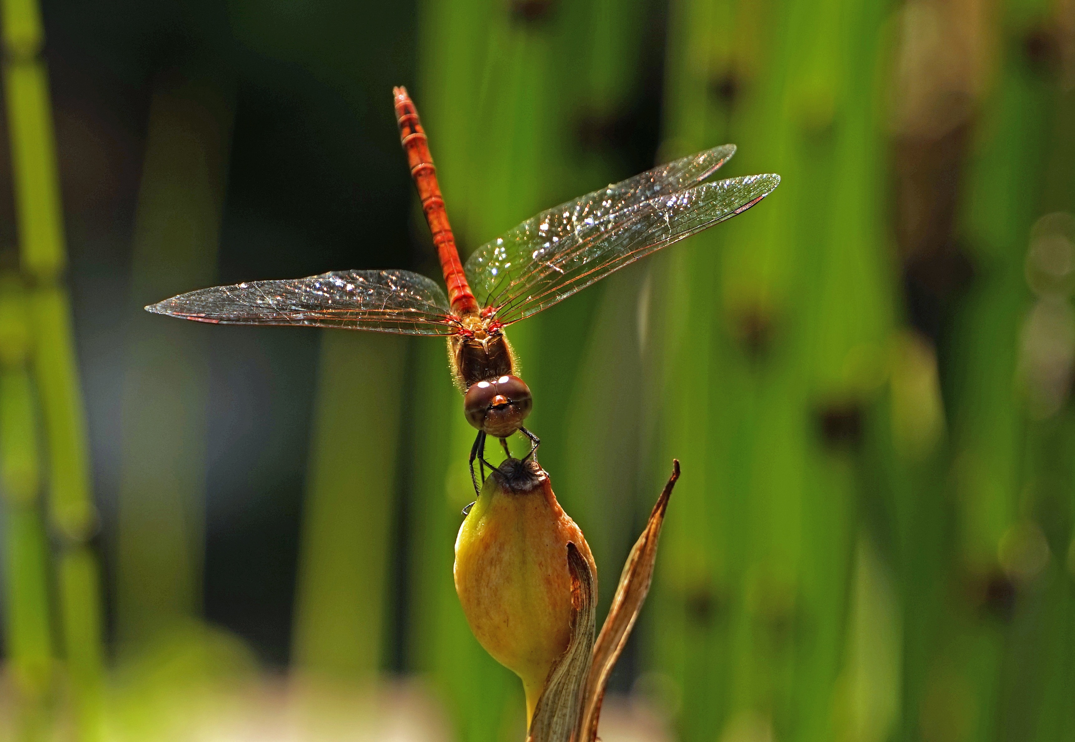 Dragonfly, Wing, Halm, Insect, one animal, animal themes