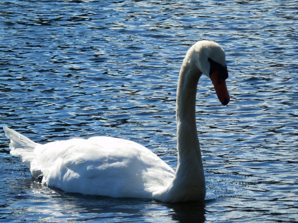 white swan swimming on lake preview
